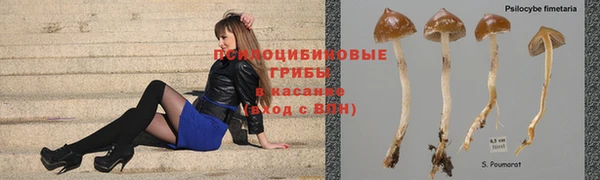 стаф Баксан